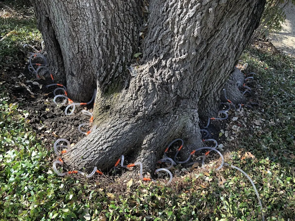 Detailed Tree Cabling and Bracing job site in Vincent