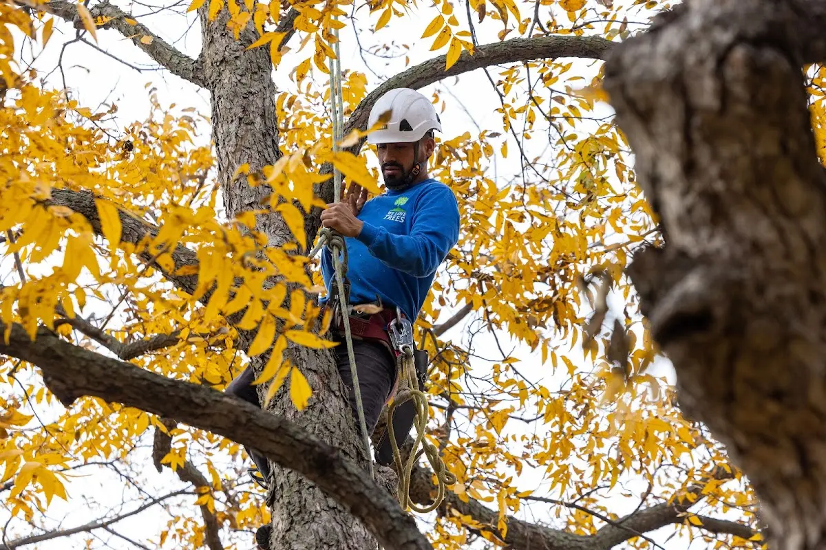 Skilled Tree Transplanting crew working in Vincent